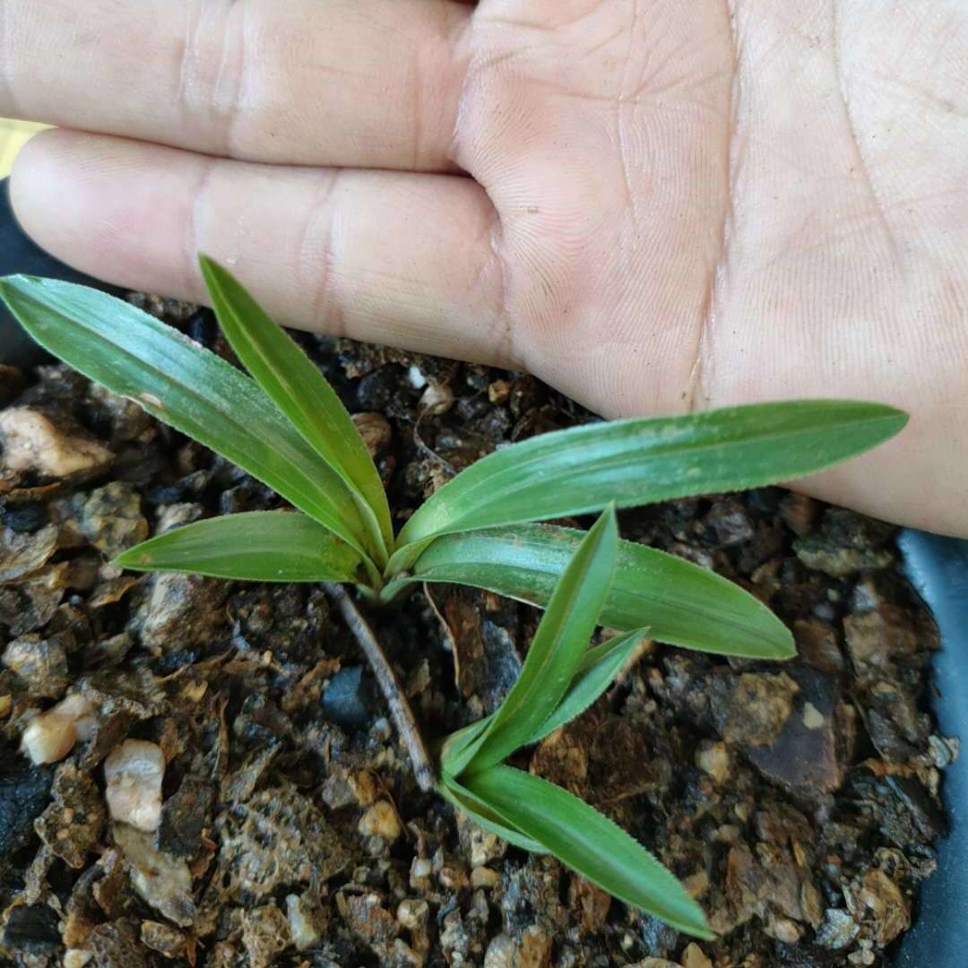 精品兰花矮种春兰蕙兰头型草圆头兰草 带艺型好艺草花卉绿植【2月20