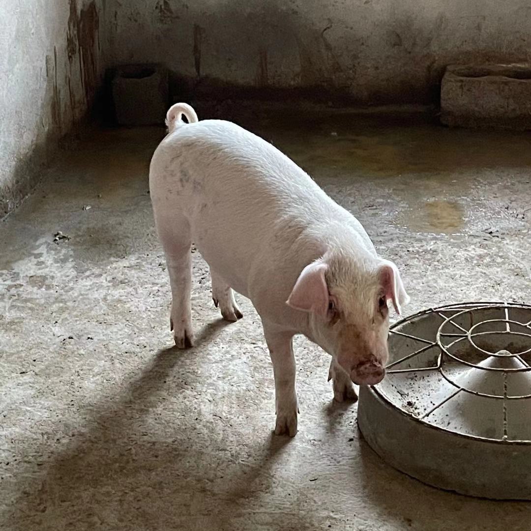 太湖母猪长白小猪仔杜洛克公猪约克猪仔梅山小母猪二元育肥猪活体