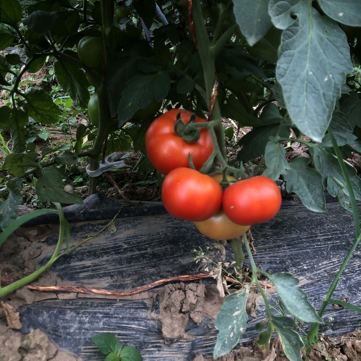 新鲜湖北沙瓤西红柿农家自种可生吃自然成熟普罗旺斯番茄现摘现发