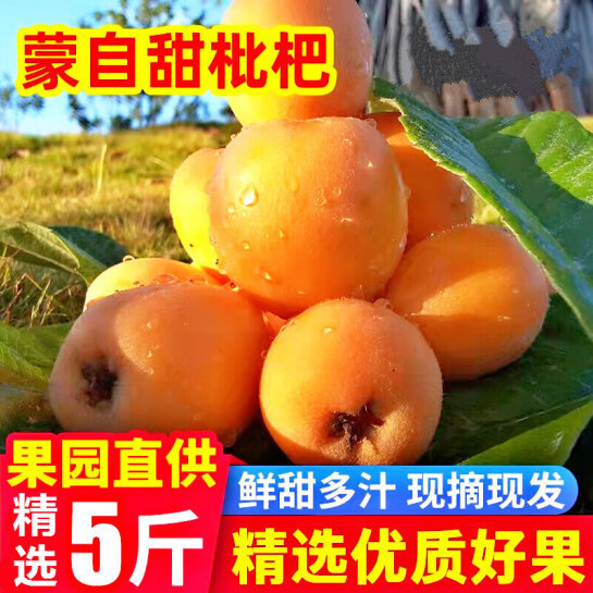 【泡沫箱】云南蒙自新鲜枇杷水果止咳润肺小孩孕妇水果 送叶子