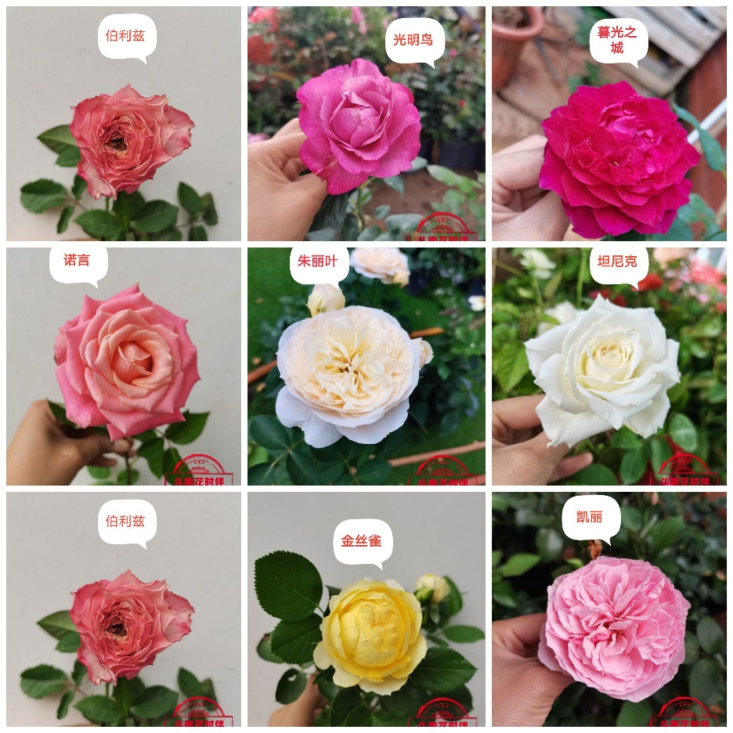 花卉大全果汁阳台带花苞大苗室内绿植盆栽玫瑰易养活四季开花月季