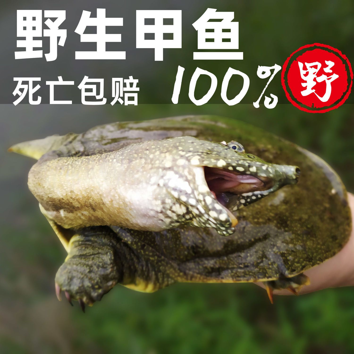 信阳油少肉多野生大甲鱼团鱼老鳖鲜活王八中华鳖水鱼滋补佳品甲鱼