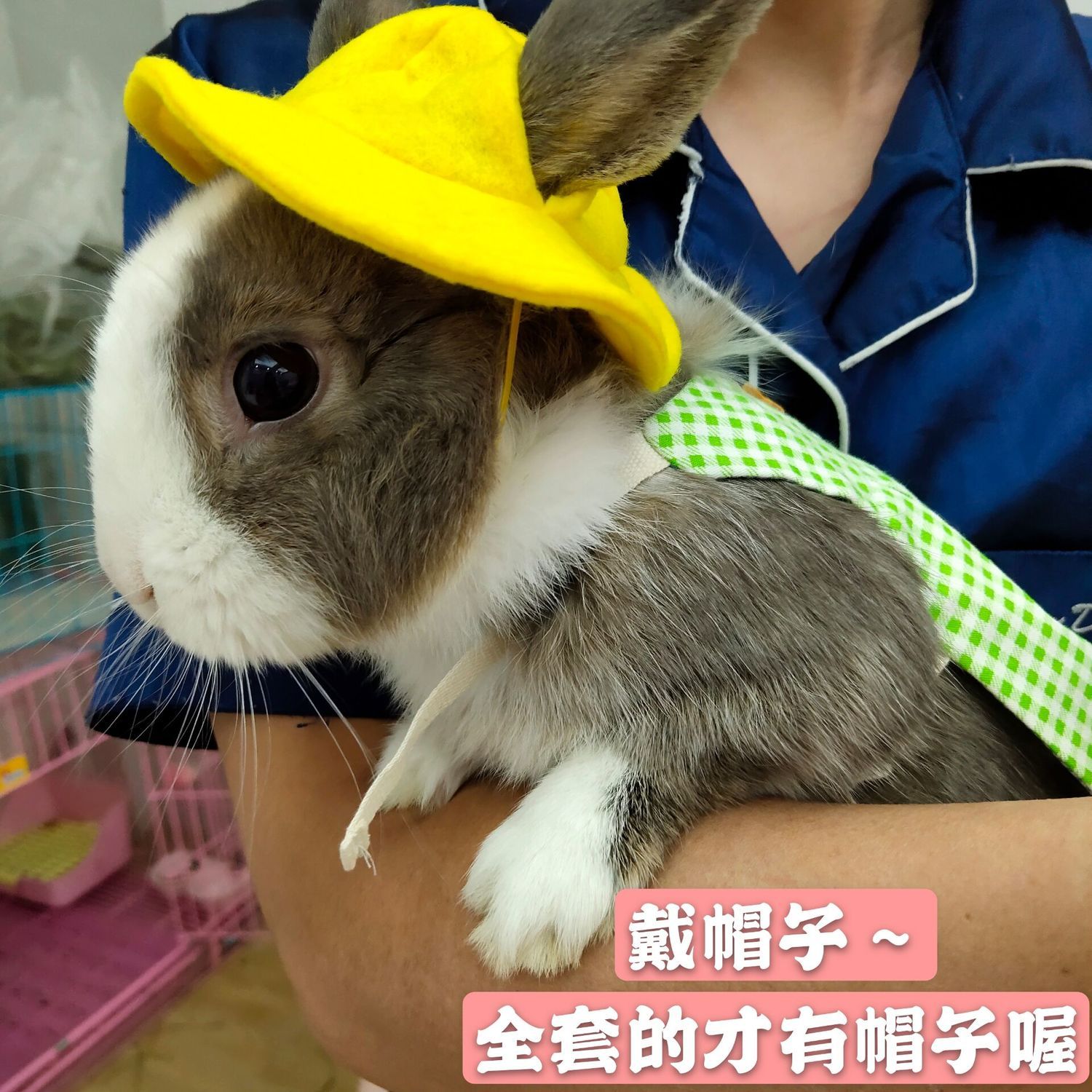 Rabbit cute traction rope slipping rabbit rope dwarf rabbit hat lop ear rabbit clothes rabbit clothes pet rabbit going out