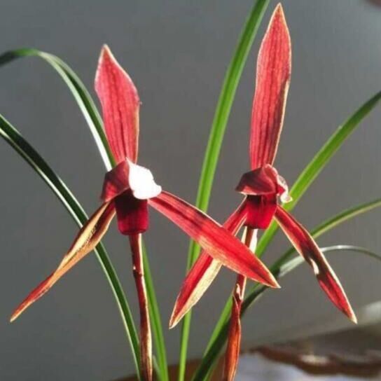 当年开花兰花苗花卉阳台绿植盆栽浓香兰花春兰腾越红素自然种植