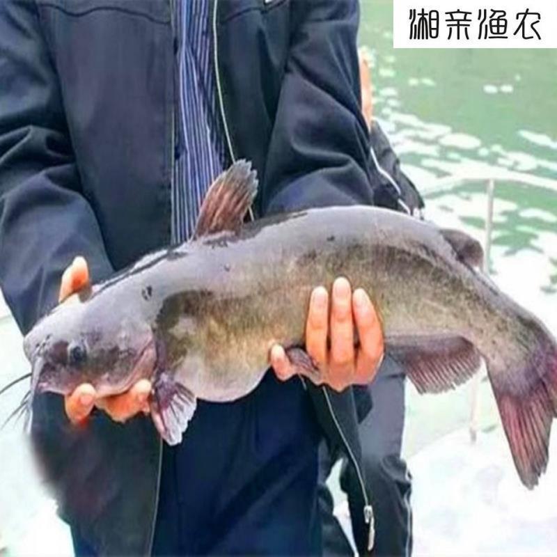 清江鱼烤鱼开背江团新鲜水产品鲜活批发价大鮰鱼淡水鱼叉尾鮰商用