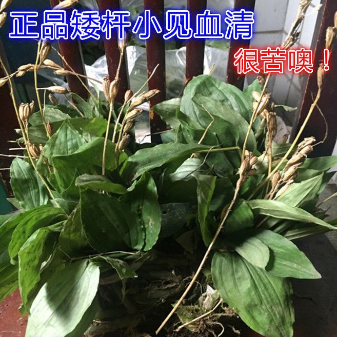 野生新鲜见血清矮杆小见血清很苦中药材贵州四川重庆西南地区干货