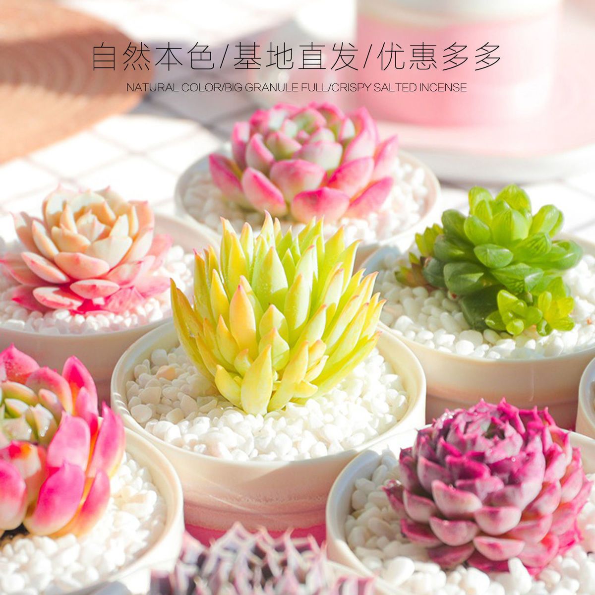 多肉植物批发贵货精品含盆含土绿植小盆栽室内好养植物办公室阳台 拼多多超惠优惠商城 大额商品优惠券 超高商品折扣