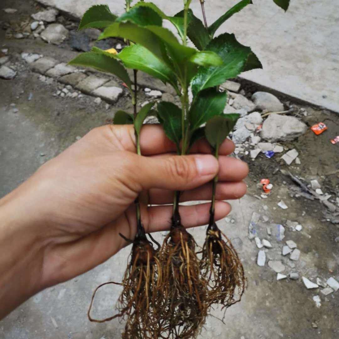 陕西秦岭苍术种苗野生苍术苗子北苍术种子黑苍术带朱砂点儿【3月17