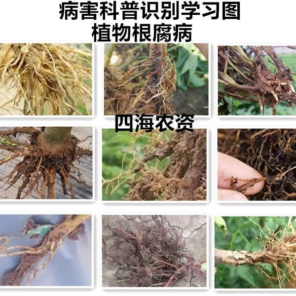 叶面肥枯黄急救果树西瓜辣椒番茄生根壮苗枯黄萎病根腐病立枯病