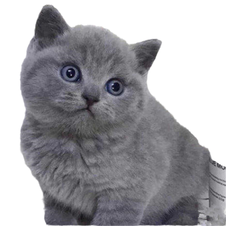 蓝猫纯种幼猫英短毛蓝猫英国短毛猫小猫幼猫小猫咪活物幼崽折耳猫