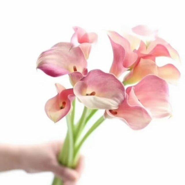沐承花卉供应链 头像