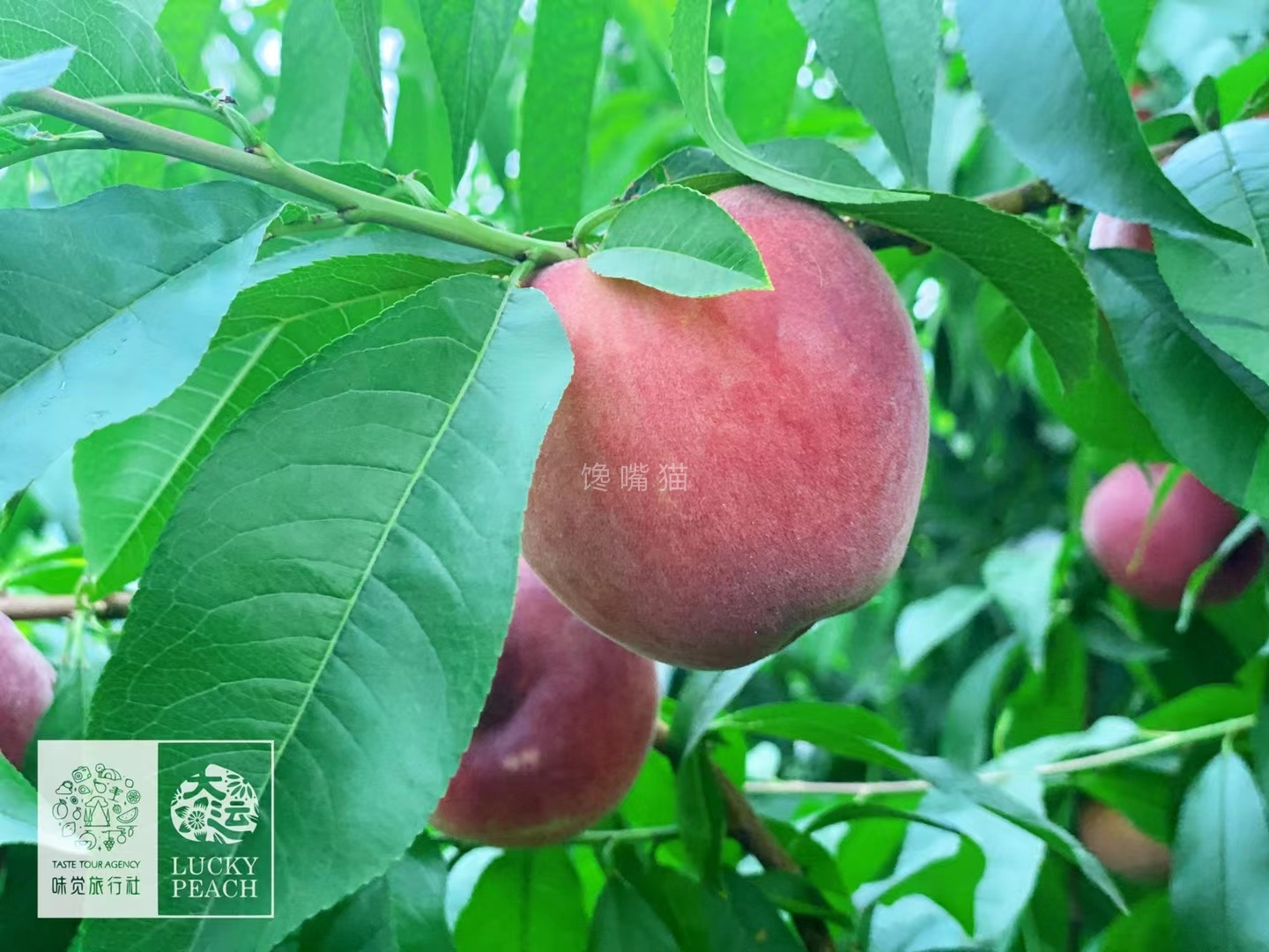 馋嘴猫👉🏻订阅🉐红包享98折 的封面