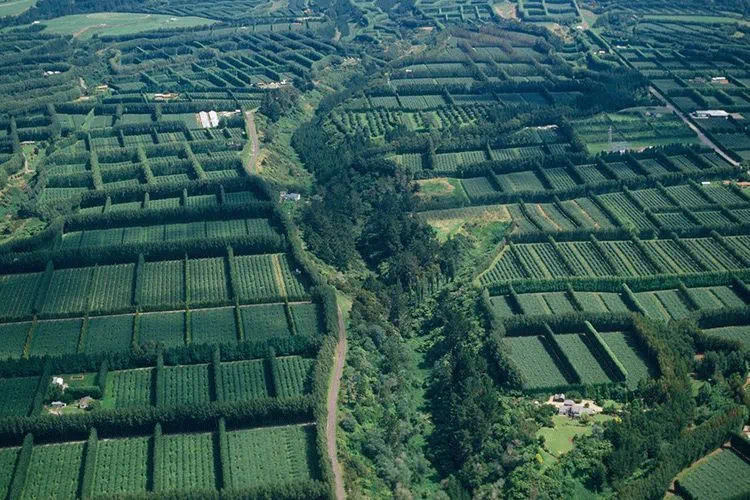 佳沛奇异果：新西兰的阳光与风味