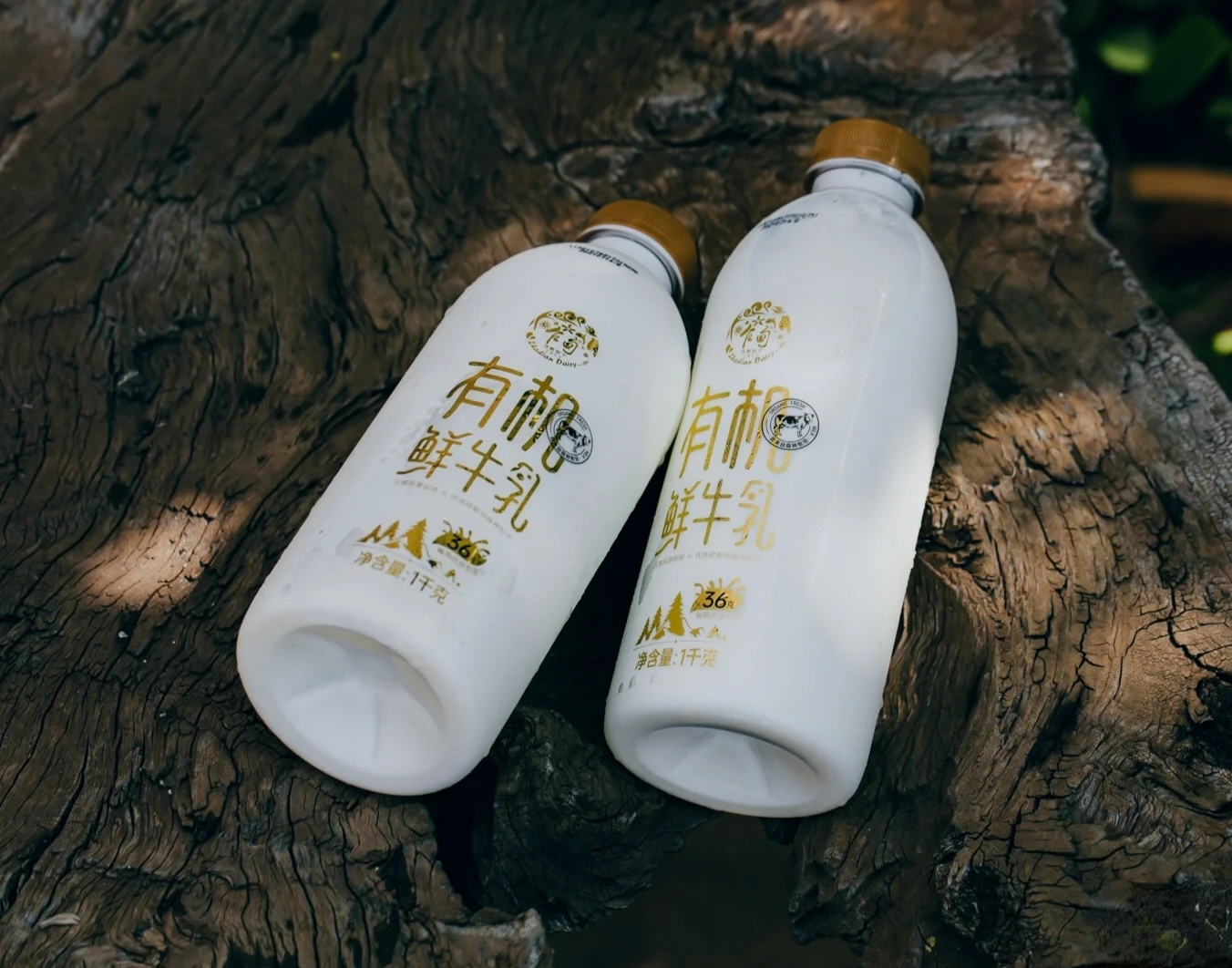 体验云南乍甸鲜牛乳：一口鲜美，满满关爱