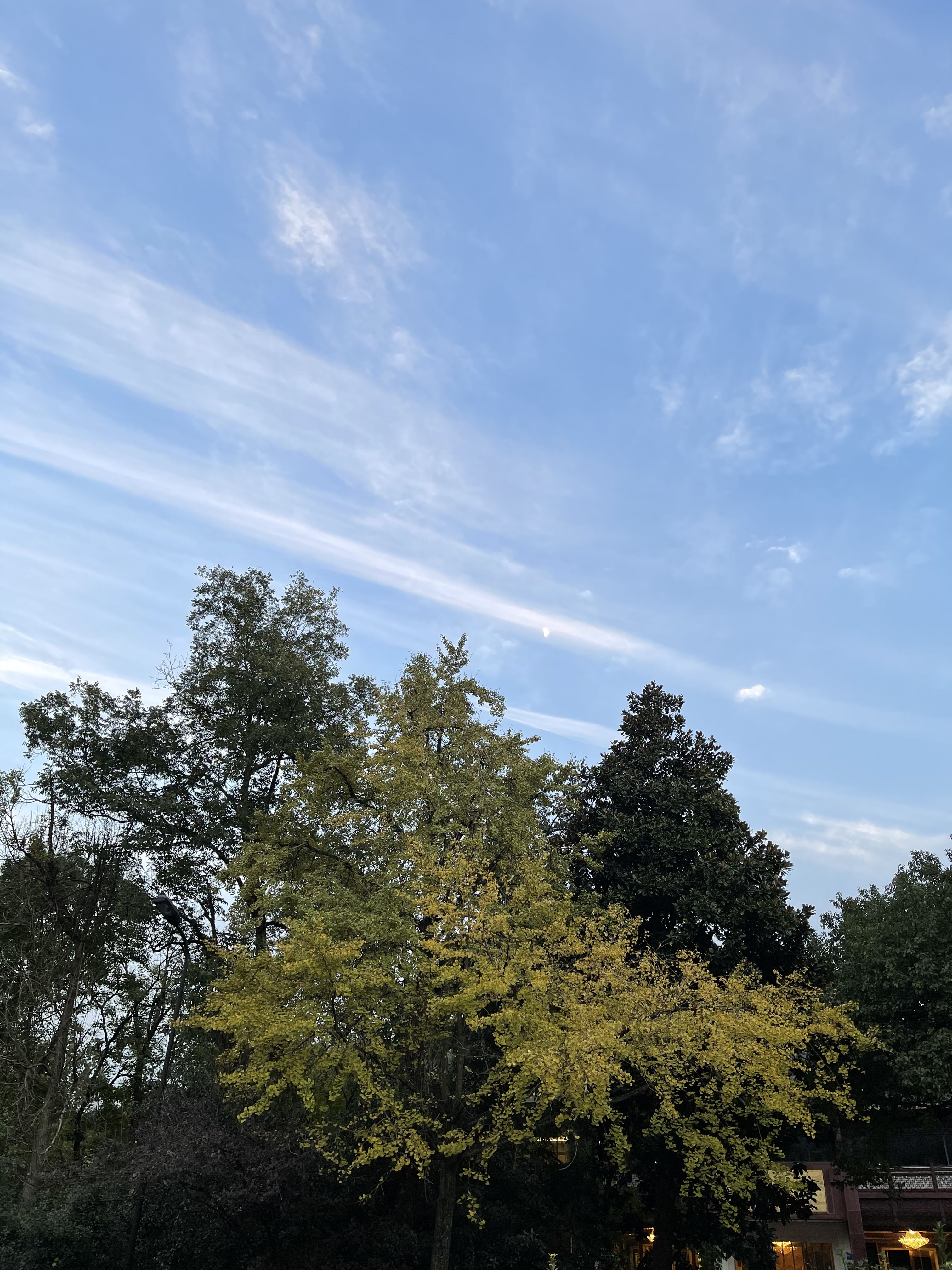 HALOYAN 求订阅♡每天更新 的封面