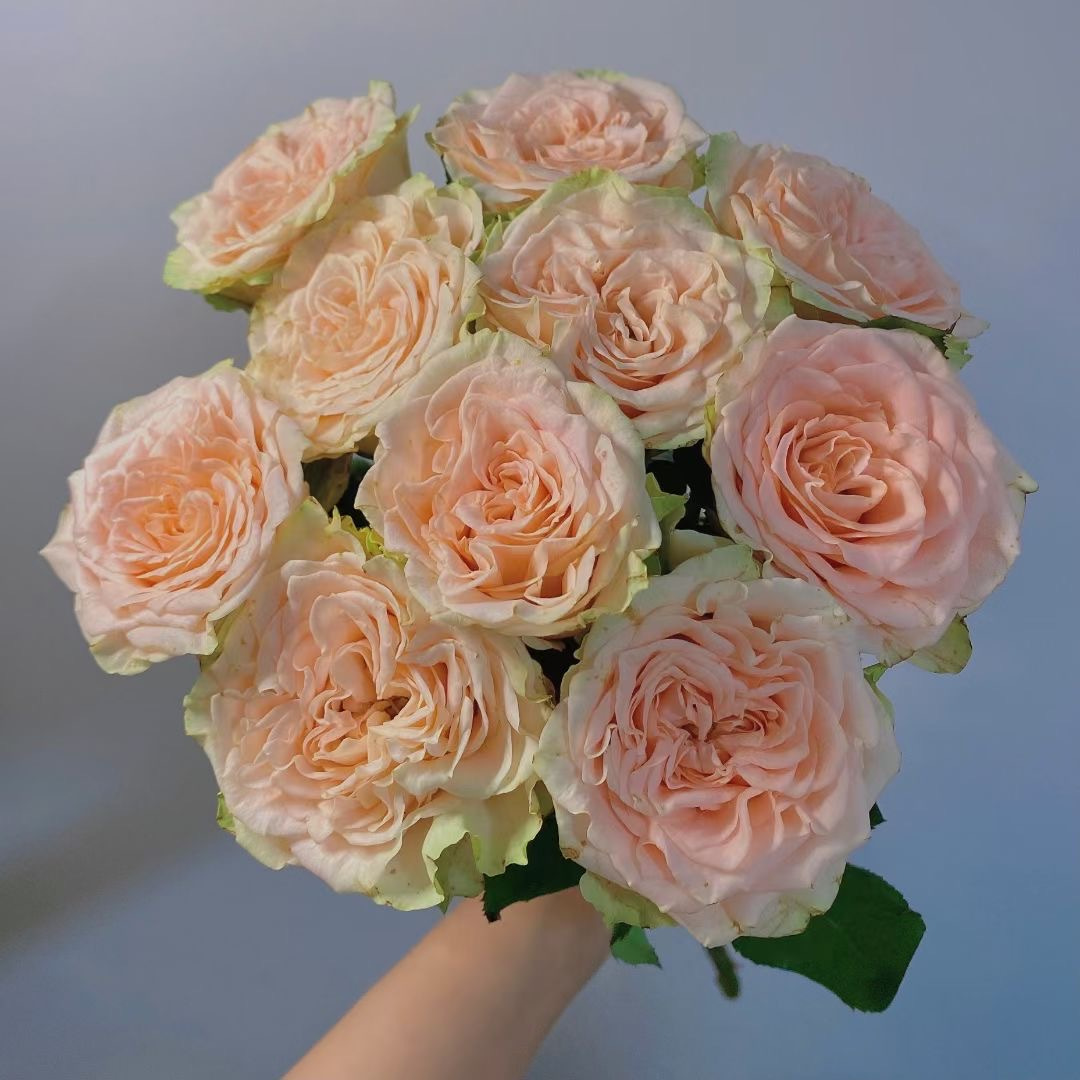 言叶的花园🎀【进群看素材】 的封面