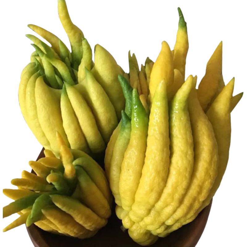 佛手1斤,2斤,5斤鲜佛手果佛手柑佛手瓜云佛手香橼茶食用观赏【2月15